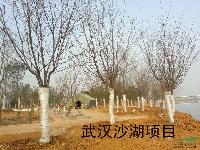 中华早樱