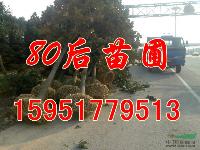 苗圃广玉兰价格，广玉兰苗木价格