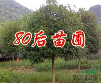 八月桂价格，四季桂价格