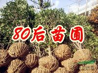 苗圃桂花價格，桂花樹的價格
