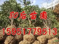 2013*新桂花樹價格行情