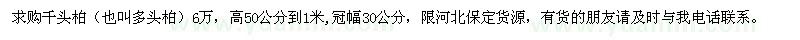 求购高50公分到1米千头柏