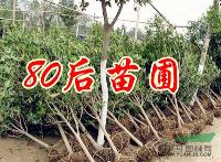 桂花樹價格，小桂花的價格