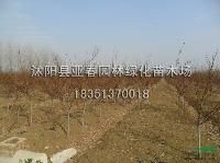 红枫60公分红枫小苗，红枫价格，红枫基地直销