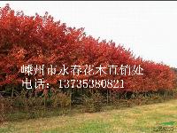 大量提供 3cm-13cm的美国红枫，常年红红枫。。。。