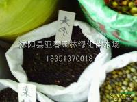 地被植物麦冬，麦冬种子，小叶麦冬，江苏沭阳麦冬基地