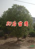 桂花小苗价格/2014桂花小苗价格