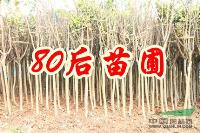 紫薇树价格 百日红价格 紫薇基地报价信息