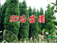 蜀桧柏价格，塔柏价格，蜀桧价格