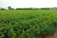 常年供应  价优量大 紫薇  榉树   朴树