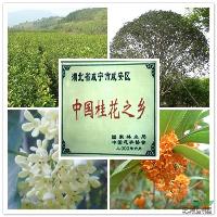 供应咸宁桂花树、丹桂树