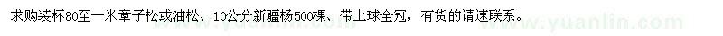 求购装杯80至一米章子松或油松、10公分新疆