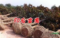 广玉兰苗木价格 广玉兰树价格