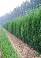 侧柏种植基地--兆红苗木