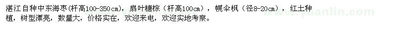 求购湛江自种中东海枣杆高100-350cm扇叶糖棕杆高