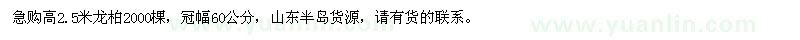 求购高2.5米龙柏