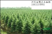 雪松小苗六十