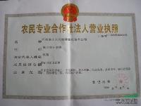 山东花木价格，山东苗木价格-广玉兰价格，黄山栾树价格，法桐价