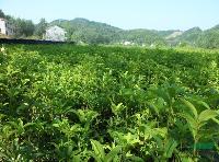 供应桂花树。朴树，香樟，