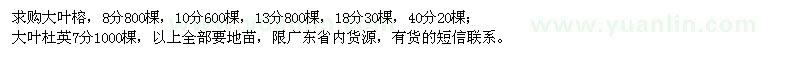 求购大叶榕、大叶杜英