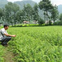 红豆杉苗、一年生红豆杉苗、二年生红豆杉苗