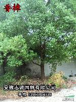 重阳木，大叶女贞，紫薇，桂花，榔榆，红叶李，香樟，元宝枫等