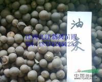 江西油茶种子/九江油茶种子/油茶种子/九江种子/江西种子