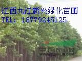 江西九江喜树供应 喜树报价 江西九江苗木供应 喜树图片及信息