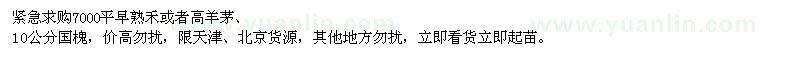 求购早熟禾、高羊茅、10公分国槐