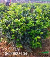 大量供应P50的茶梅球