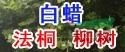 10月份15公分国槐价格