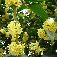 江西大量供应桂花树|江西精品桂花树|江西八月桂花树基地