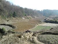 二年生黄山栾树基地