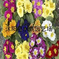 报春花，报春花价格，报春花供应，报春花图片