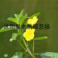 供应黄花水龙 台湾水龙 黄花水龙苗 黄花水龙价格