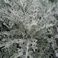 江苏银叶菊，雪叶菊供应，银叶菊价格 大量银叶菊批发