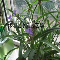 供应紫露草 紫鸭趾草 紫叶草