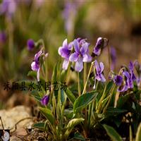 供应紫花地丁、独行虎 苏北园林承销 大量批发紫花地丁