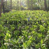 供应花叶燕麦草 花叶燕麦草基地