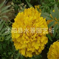 江苏万寿菊 地被菊 荷兰菊 大滨菊 万寿菊价格 万寿菊批发