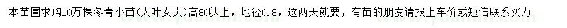 求购高80公分以上冬青小苗、大叶女贞