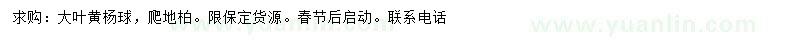 求购大叶黄杨球、爬地柏