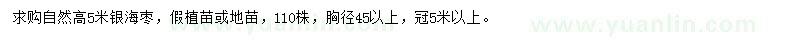 求购高5米银海枣