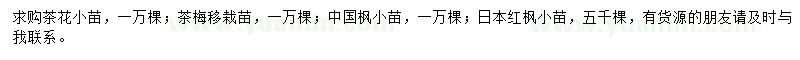 求购茶花小苗、茶梅移栽苗、中国枫小苗等