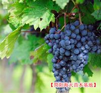 简阳葡萄苗，海天出售*好葡萄苗