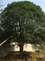 供应8米冠大桂花