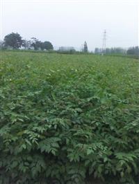 1米栾树小苗价格