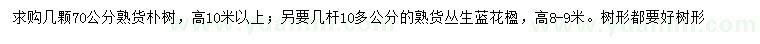 求购丛生蓝花楹、70公分朴树