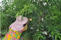 无锡阳山水蜜桃桃苗