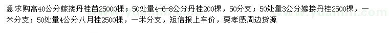 求购丹桂小苗、丹桂、八月桂